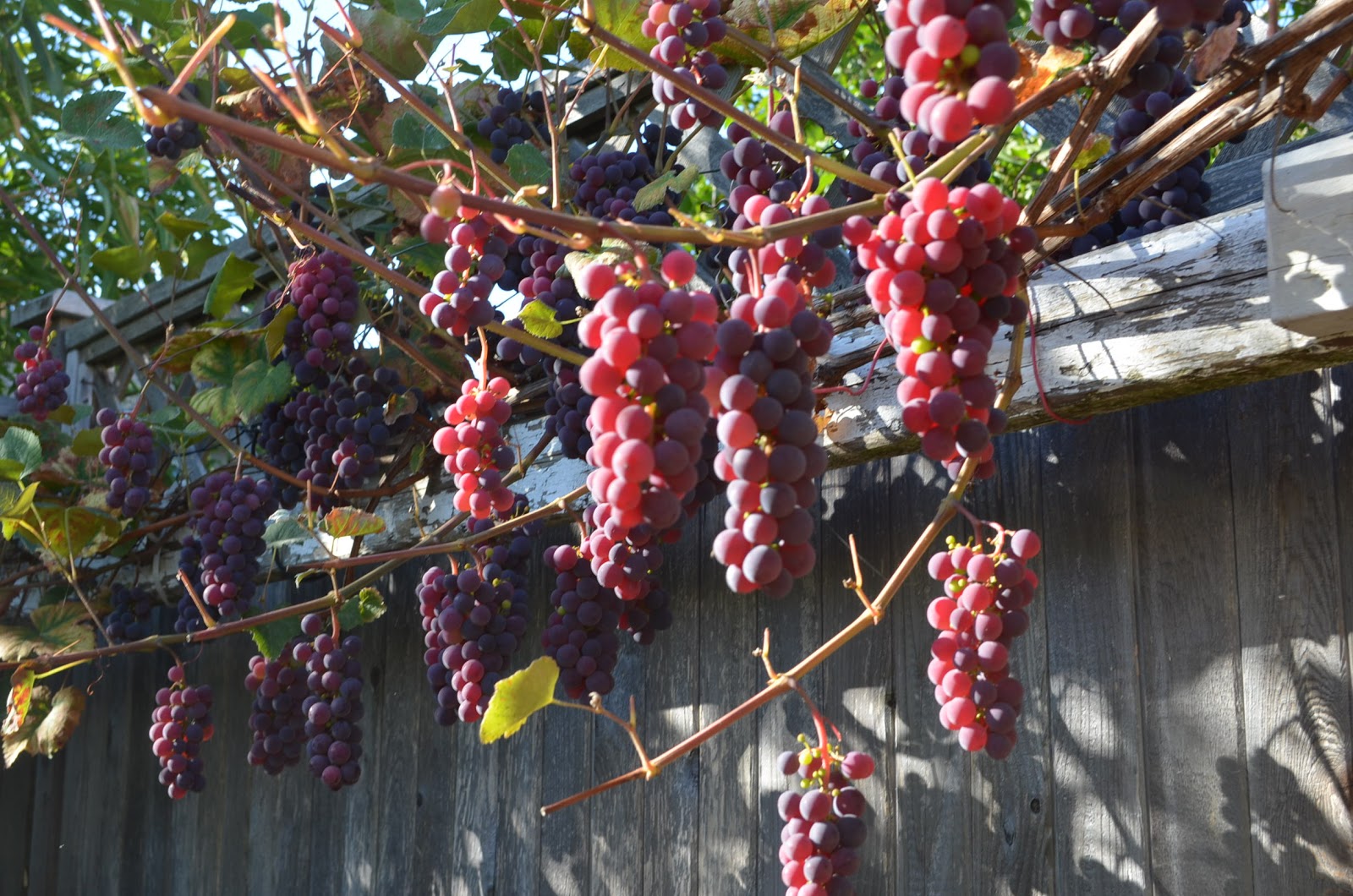 How to grow grapes in your backyard?