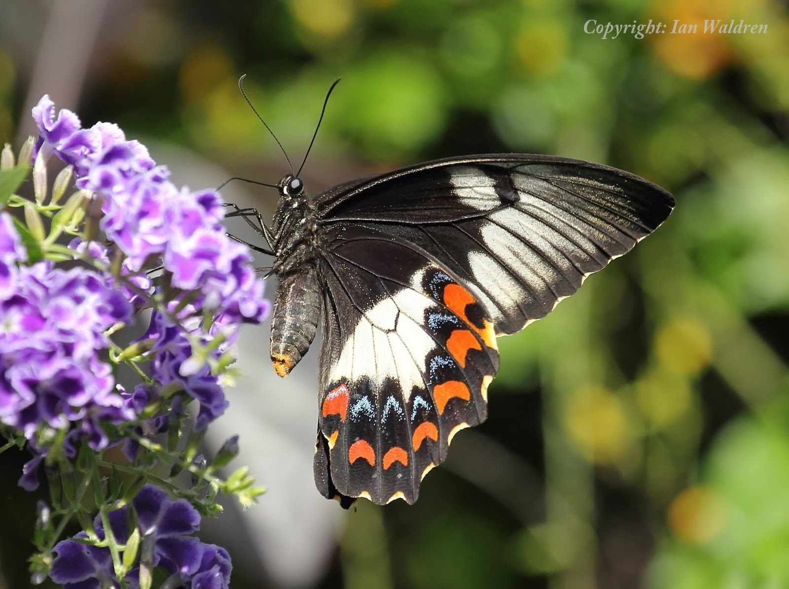 WILD TROPICAL QUEENSLAND Butterflies