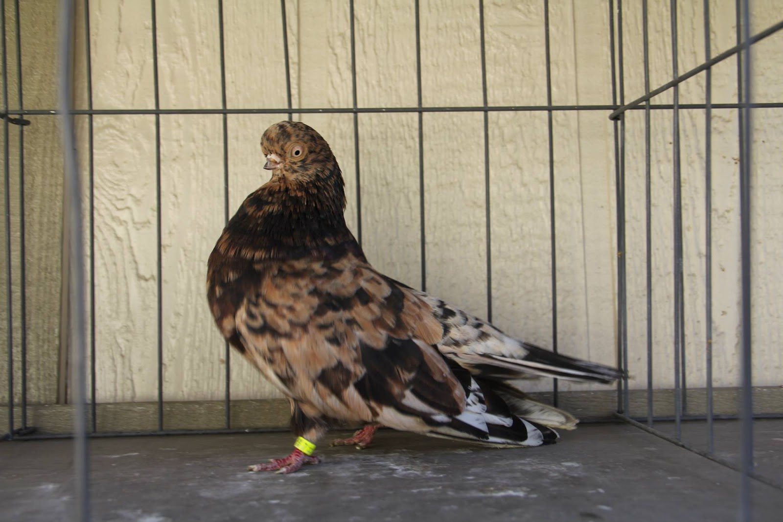 World of Pigeons and Doves English Short Faced Tumbler