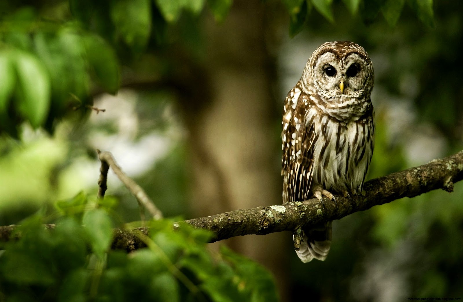Forest Animals Owls Forest Animals Owls