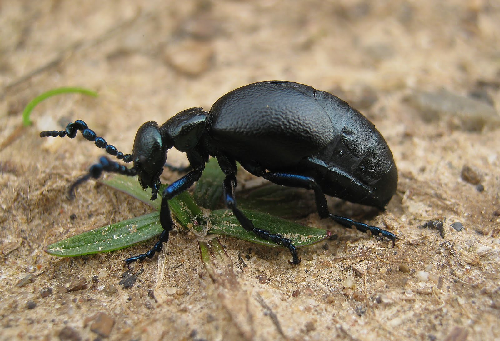 Gower Wildlife Spring beetles