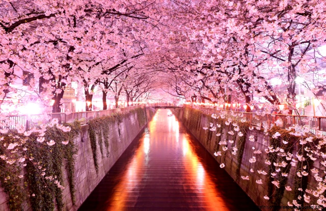Beautiful Cherry Blossoms Wallpapers 23 Backgrounds Images Beautiful Cherry Blossoms Wallpapers 23 Backgrounds Images