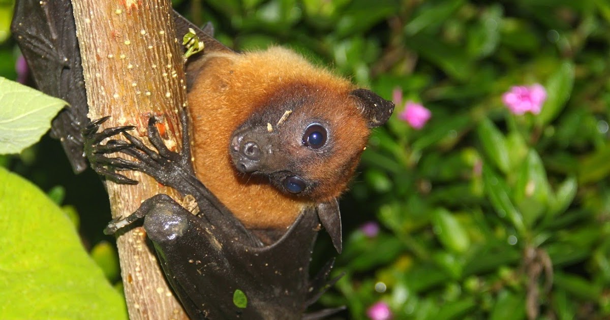 Animal Snapshot Flyingfox / fruit bat