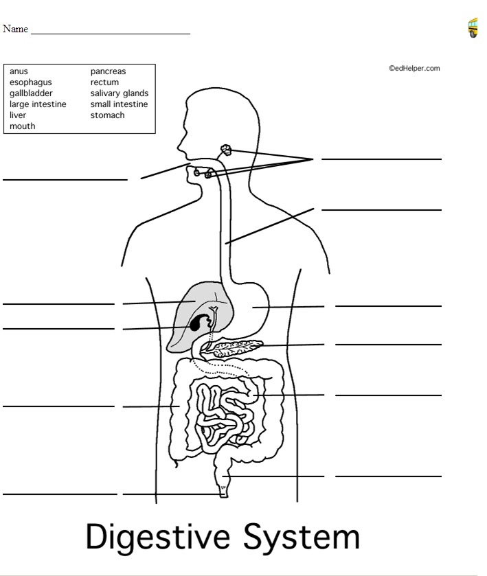 Digestive System Diagram Worksheet