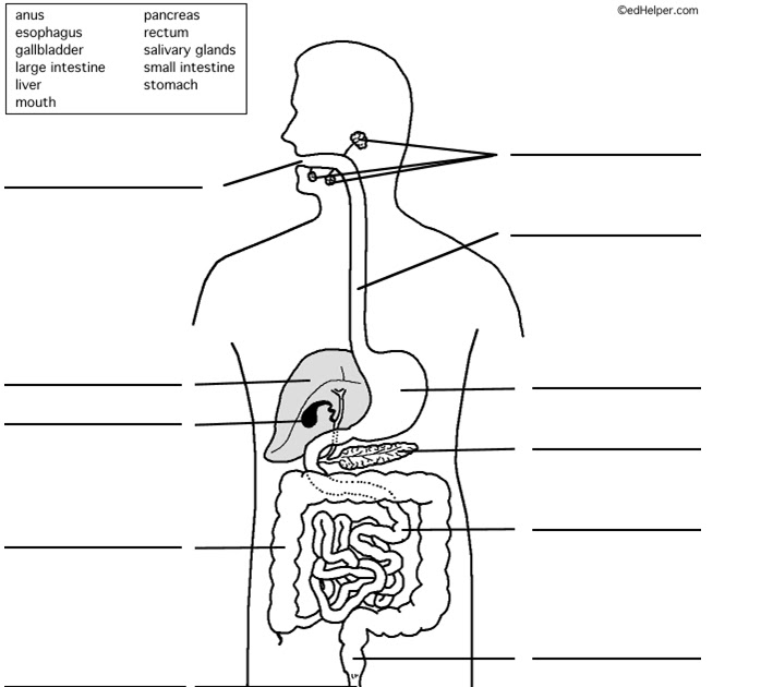digestive system diagram for class 4 pdf