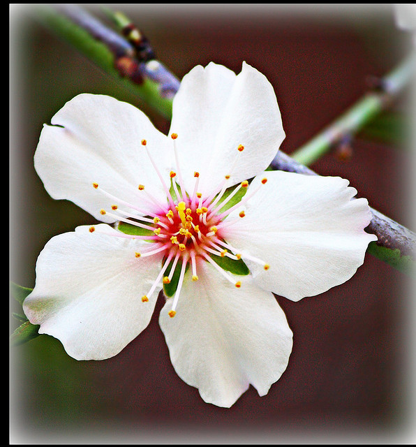 Musings from Debbie The almond flowers