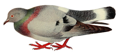 鳩 コウライバト イラスト Hill pigeon