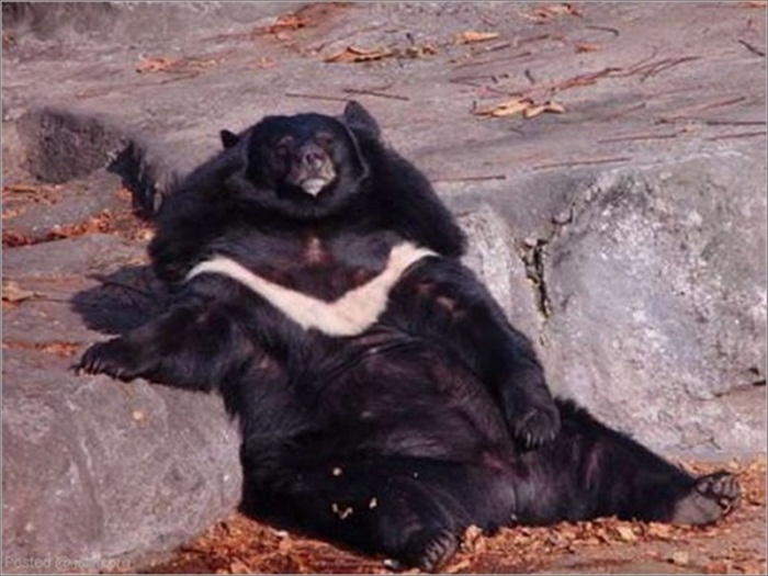 Meet The Worlds Fattest Animal A Journey Of Natural Wonders - 47qouem