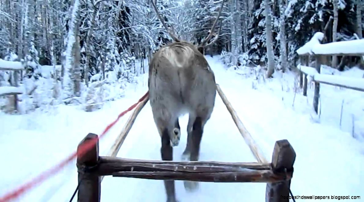 Reindeer Sleigh Ride At The Arctic Circle Rovaniemi   YouTube Reindeer Sleigh Ride At The Arctic Circle Rovaniemi   YouTube