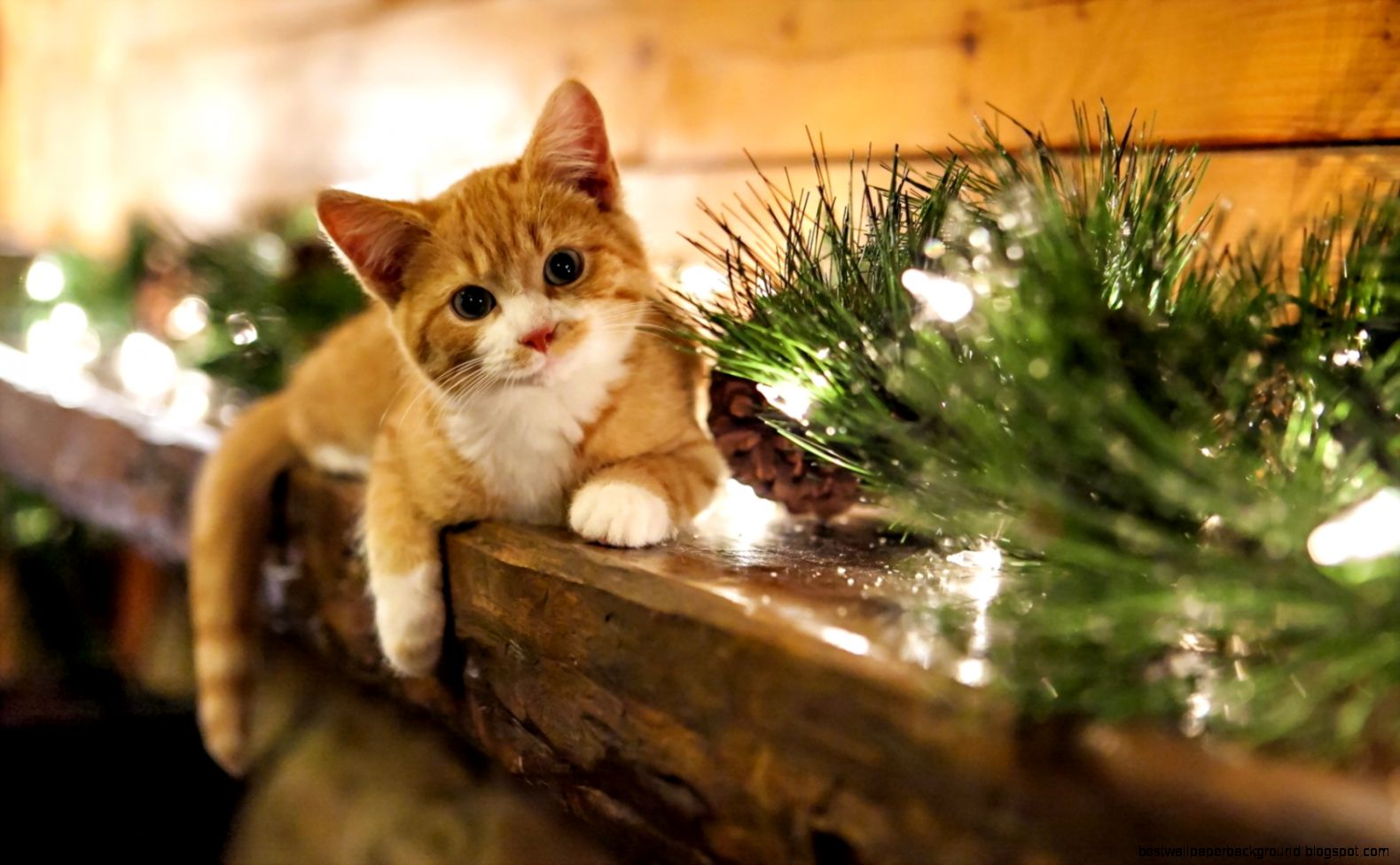 1680x1050 Christmas Kitten desktop PC and Mac wallpaper 1680x1050 Christmas Kitten desktop PC and Mac wallpaper