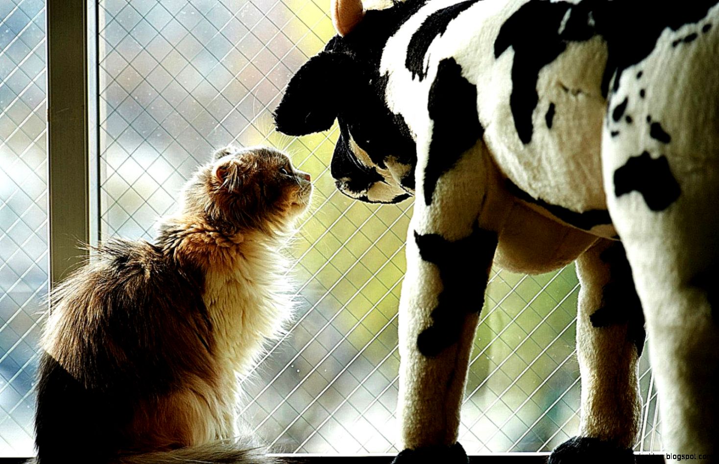 Cat A Toy Cow Hd Wallpaper Free HD Wallpapers Cat A Toy Cow Hd Wallpaper Free HD Wallpapers