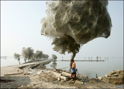 Web Tree
