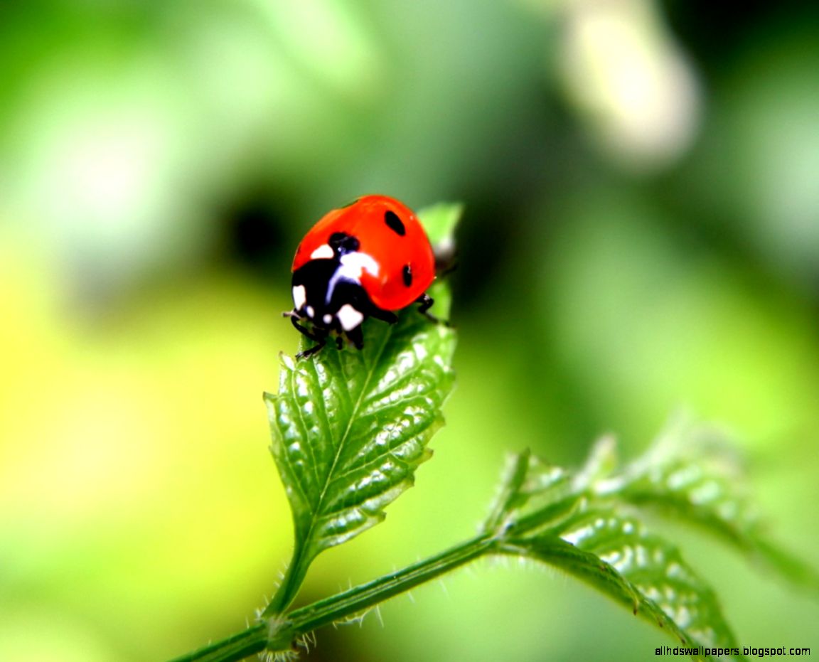 Amazing Macro Photography Objects Wallpaper 1920x1200PX Awesome Amazing Macro Photography Objects Wallpaper 1920x1200PX Awesome