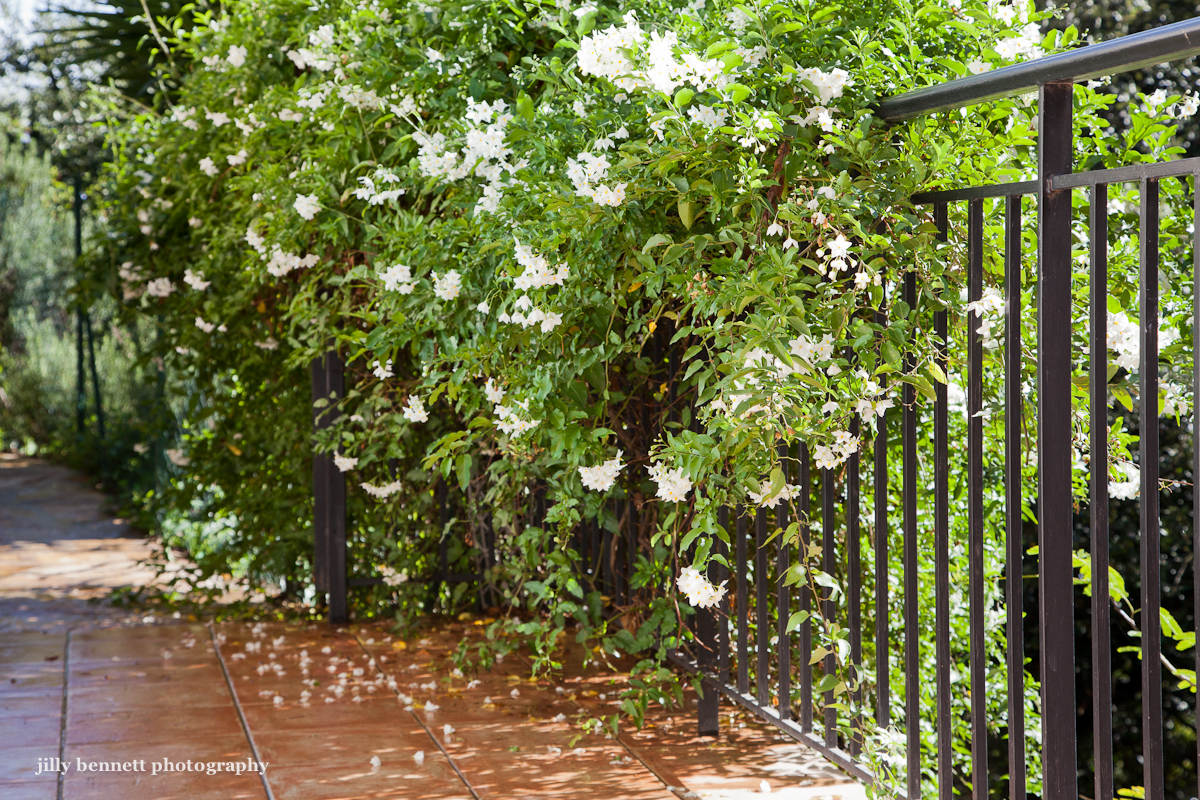 Menton Daily Photo The Potato Vine