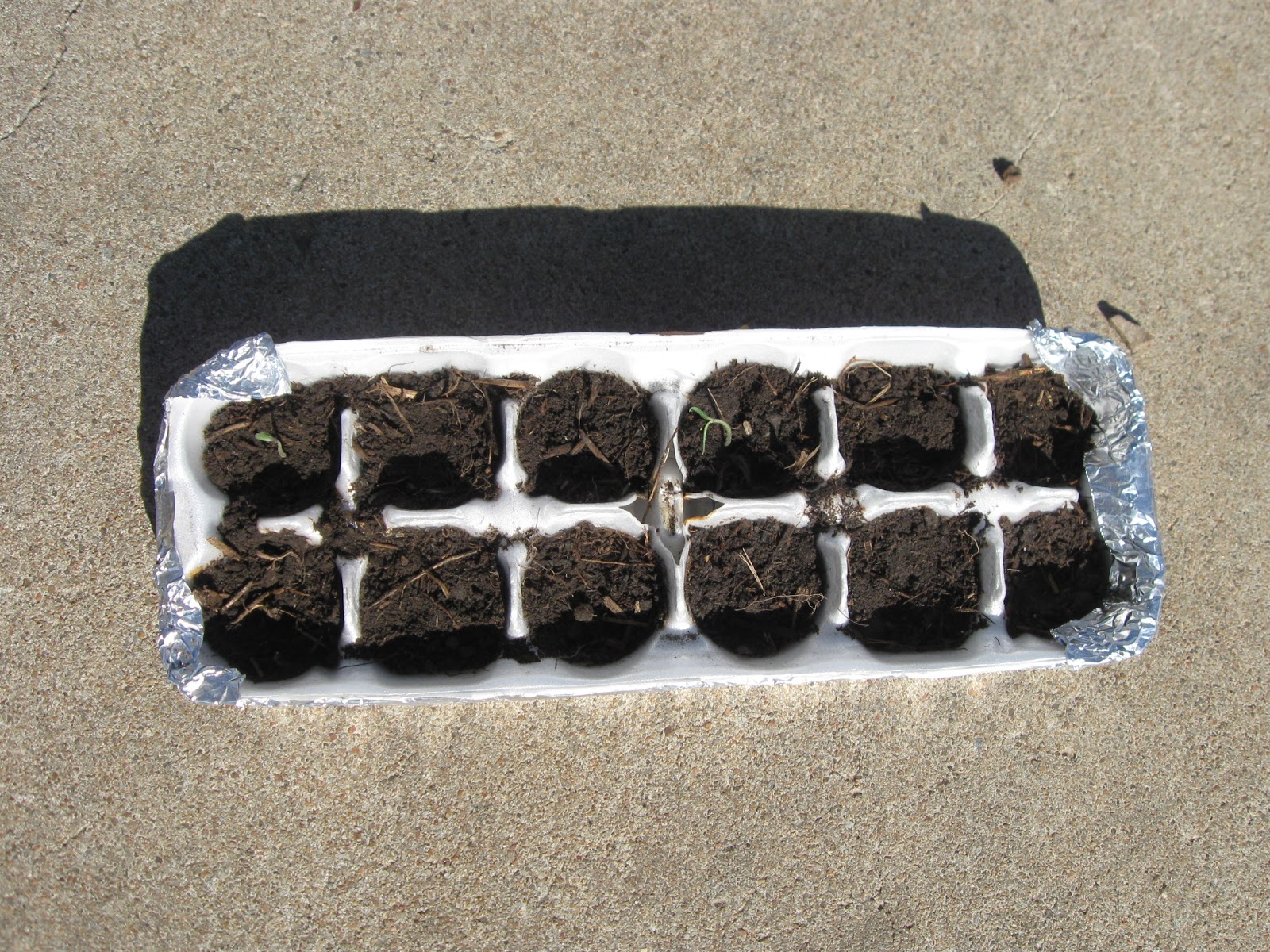 Bacon and Eggs Seed Starter Tray's DIY