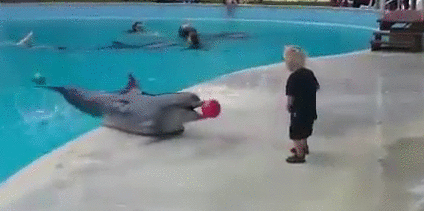 Funny animal gifs - part 120 (10 gifs), dolphin playing ball with little boy