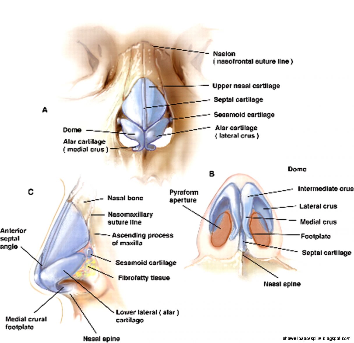 Anatomy Of The Nose Beauty Fitness Anatomy Of The Nose Beauty Fitness