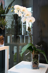 Orchidée phalaenopsis dans vase de verre