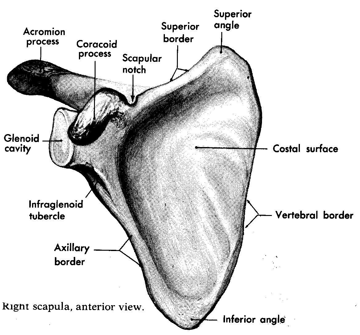 lornat The Skeletal System