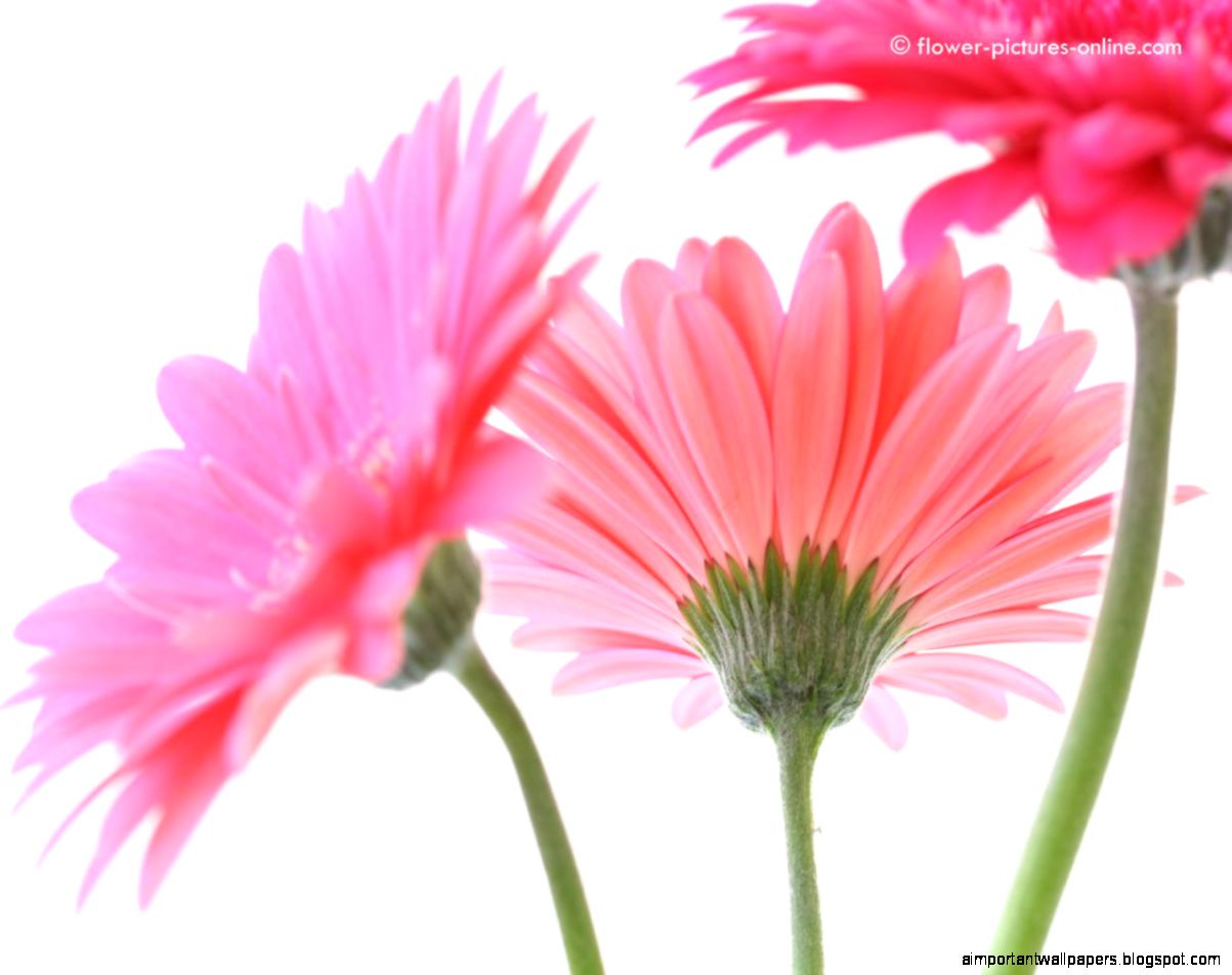 Gerber Daisy Pictures Gerber Daisy Pictures