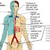 Peredaran Limfa thumbnail