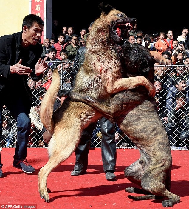 Clever Bulletin: The cruel dogfights in northern China that organisers Clever Bulletin: The cruel dogfights in northern China that organisers