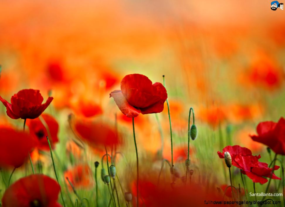 Poppy Wallpaper 7 Poppy Wallpaper 7