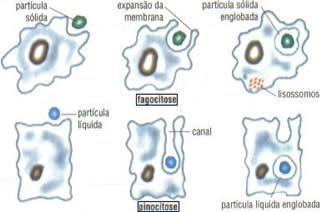 formação do vacúolo digestivo