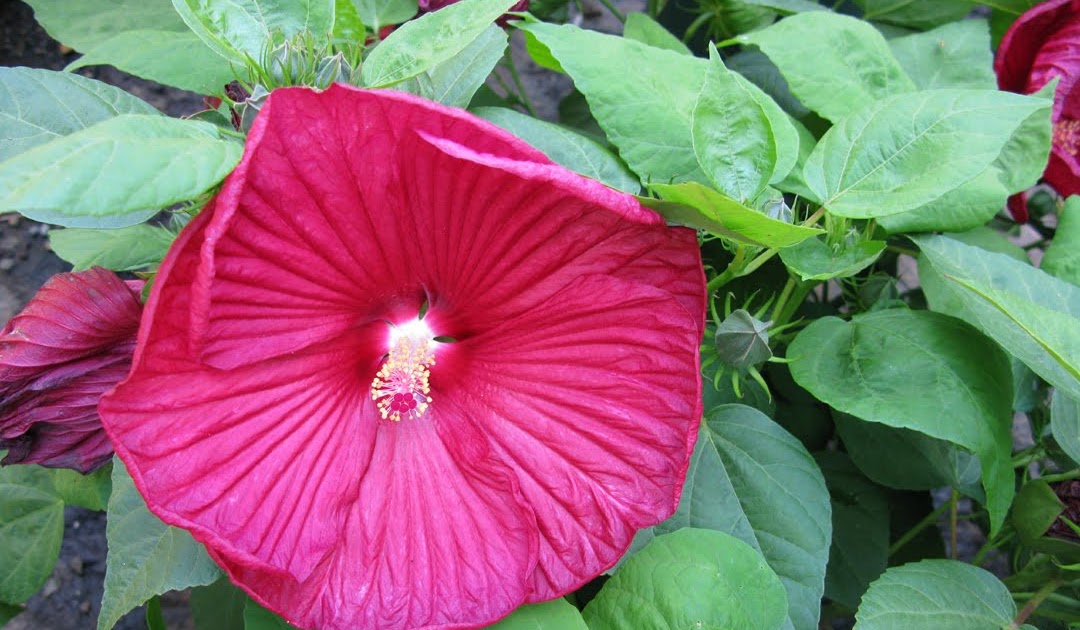 Victoria Gardens September Blooms Hardy Hibiscus