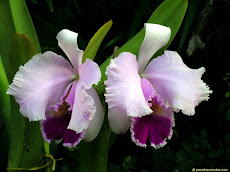 Orquideas