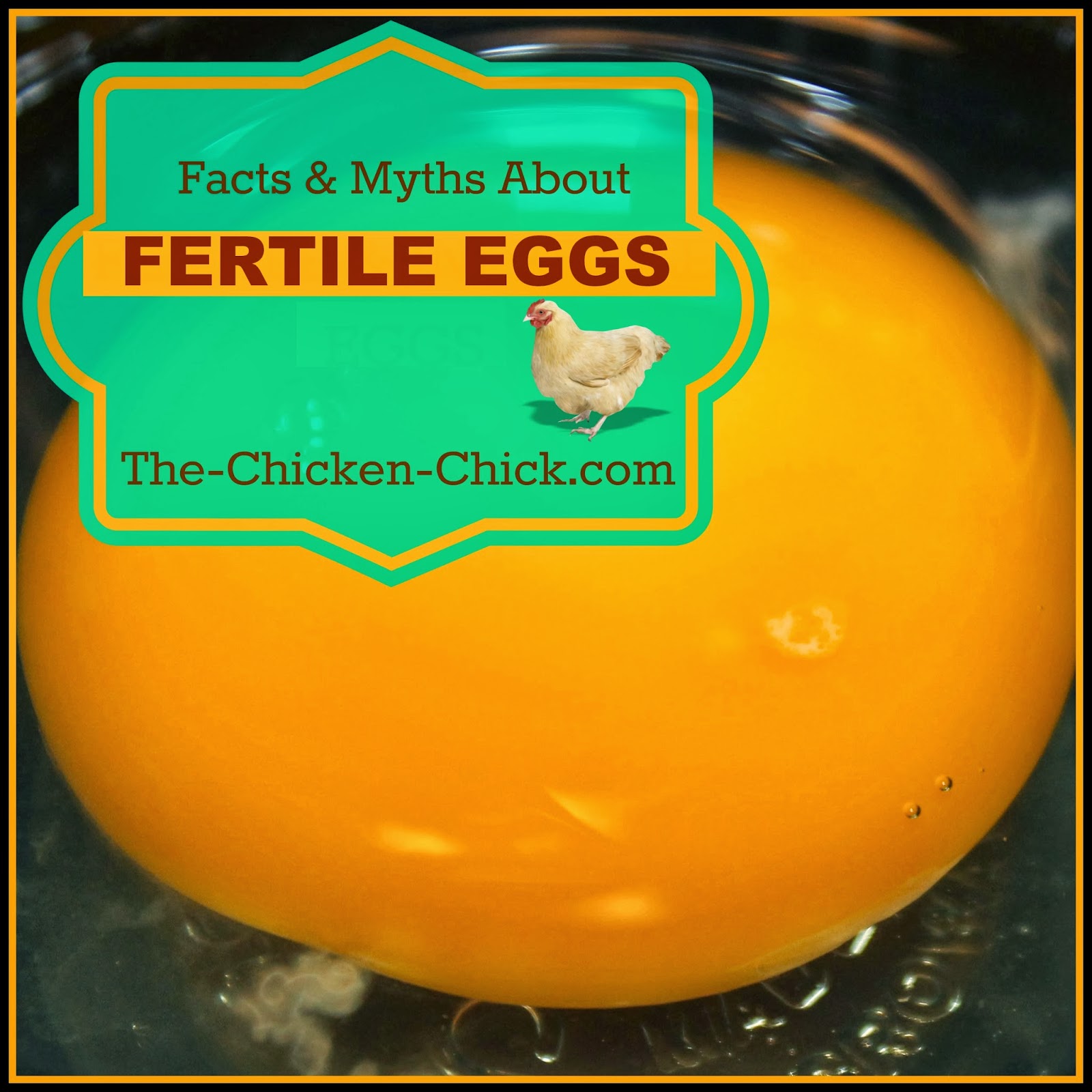 Facts and Myths about Fertile Eggs The Chicken Chick®