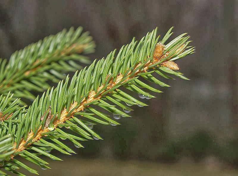 Botanical Accuracy What Christmas tree is that? A guide to common species