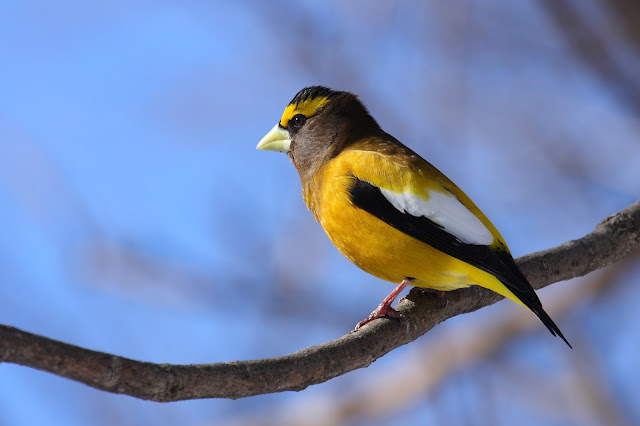 wild birds unlimited photo share evening grosbeak wild birds unlimited photo share evening grosbeak