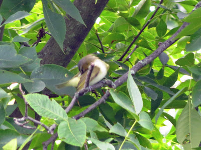 mystery vireo mystery vireo