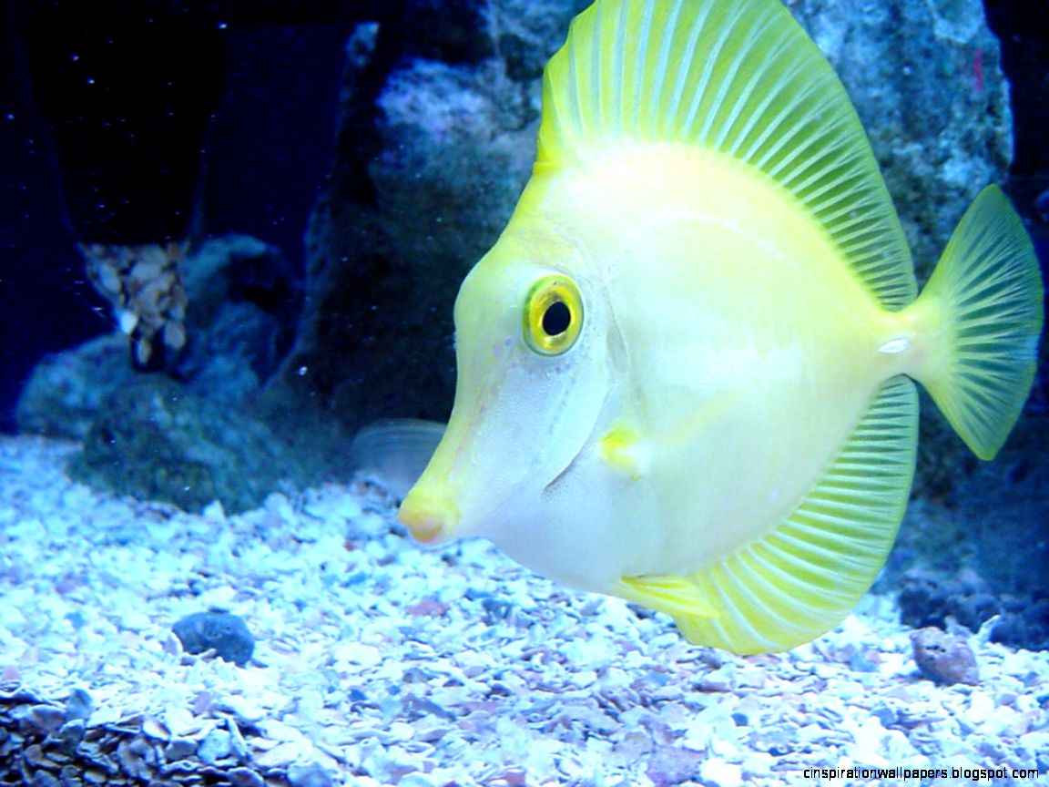 animal fish desktop wallpaper hd animal fish desktop wallpaper hd