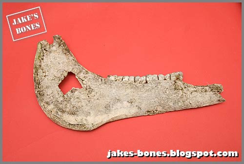 cow jaw bone