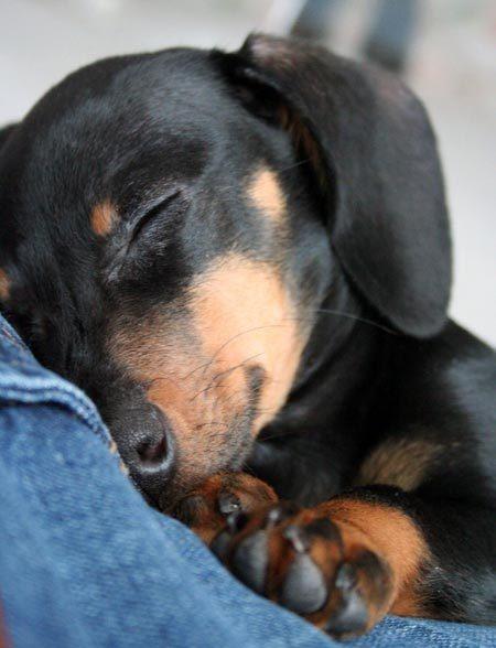 Life Expectancy in Dachshunds 