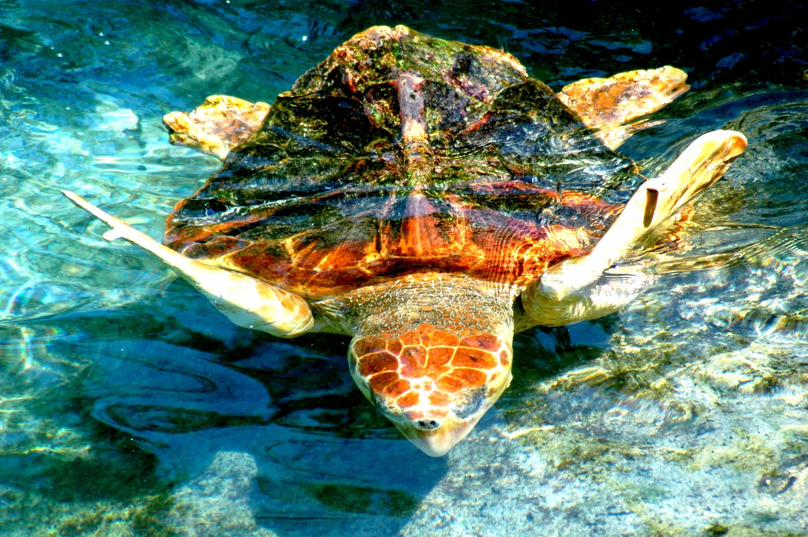 South Florida Guy Sea Turtle Miami