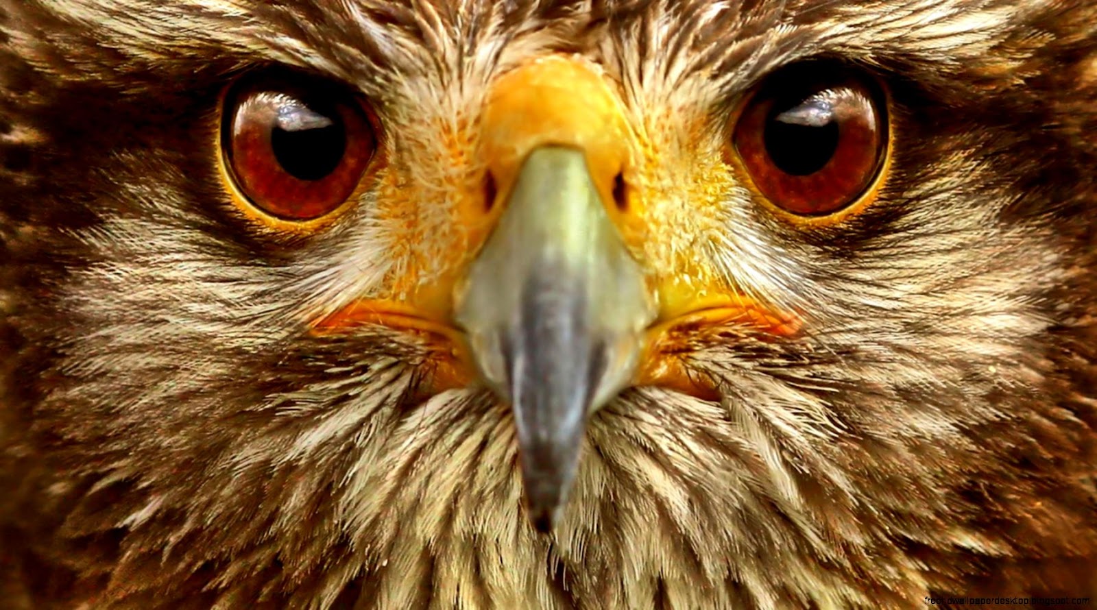 Beautiful Animal Eyes Beautiful Animal Eyes