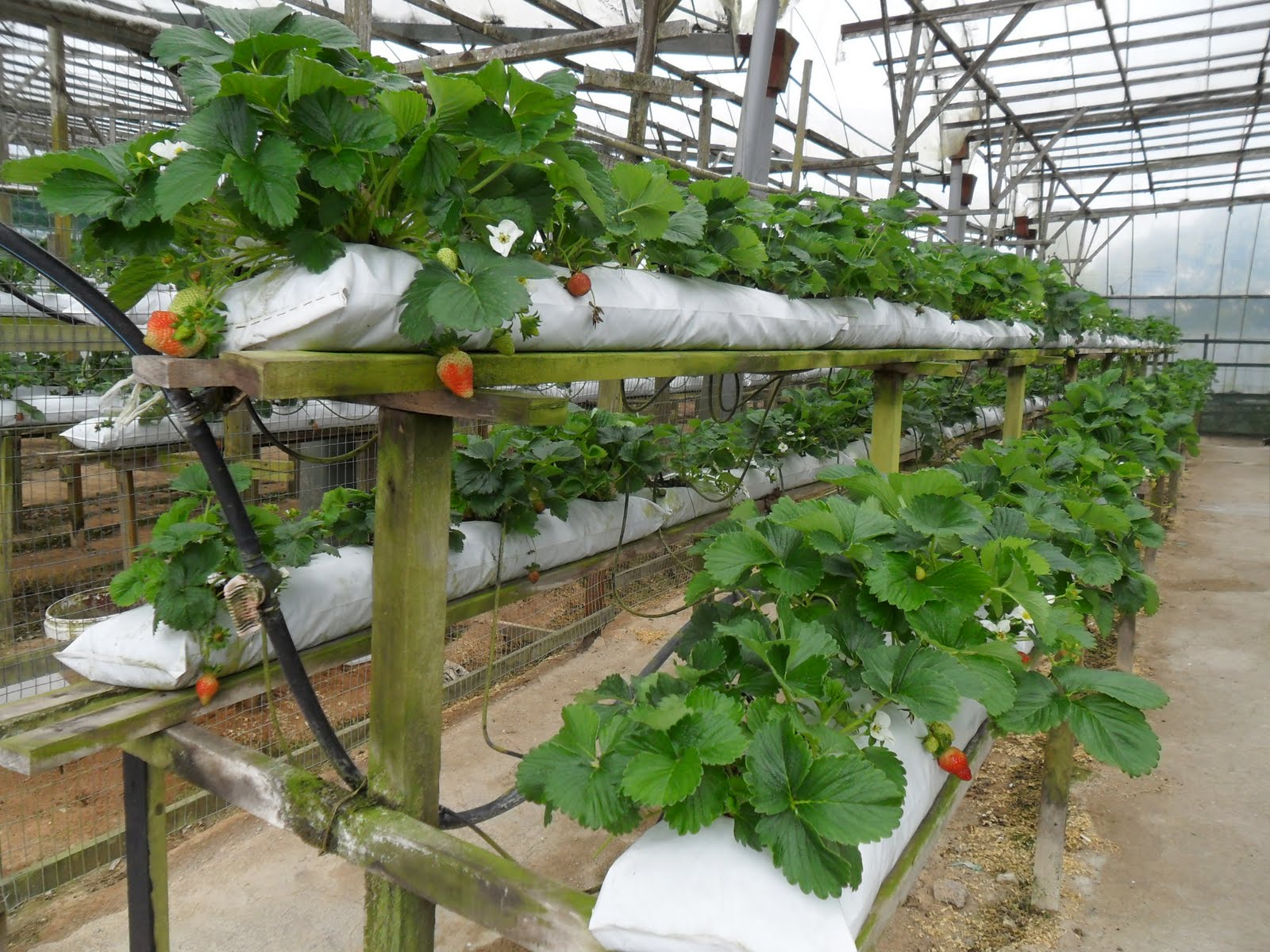 Strawberry Farm