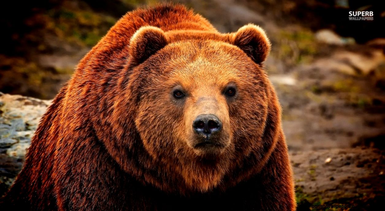 Bear Wallpapers Collection 26 Bear Wallpapers Collection 26