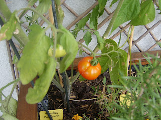 potager-carre1-progression-finaout-tomate1