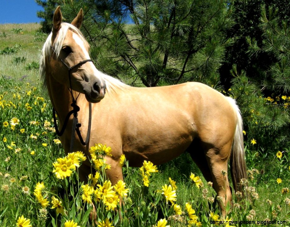Palomino Horse Wallpapers Palomino Horse Photos Cool Wallpapers Palomino Horse Wallpapers Palomino Horse Photos Cool Wallpapers