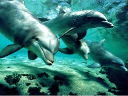 Los alegres delfines invitan a disfrutar del mar