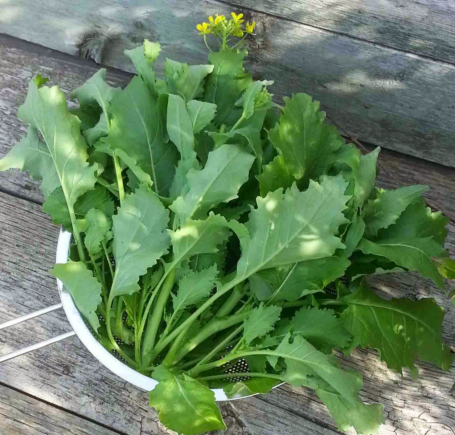 The Gardening Me Harvest Monday May 26, 2014