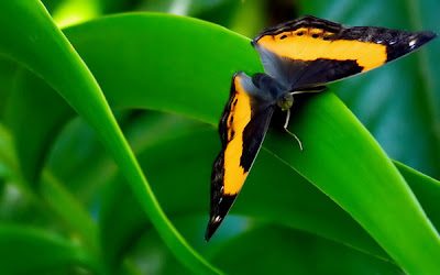 Ảnh đẹp của loài bướm