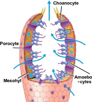 Animalia Cell