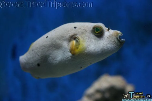 oceanarium oceanarium