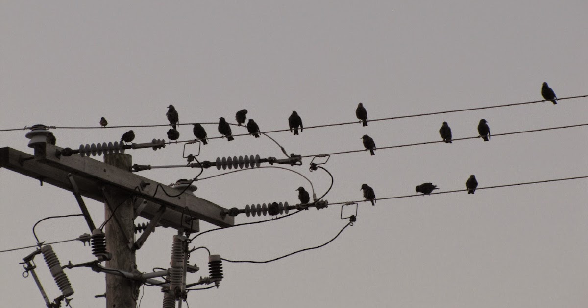 Birds on wires
