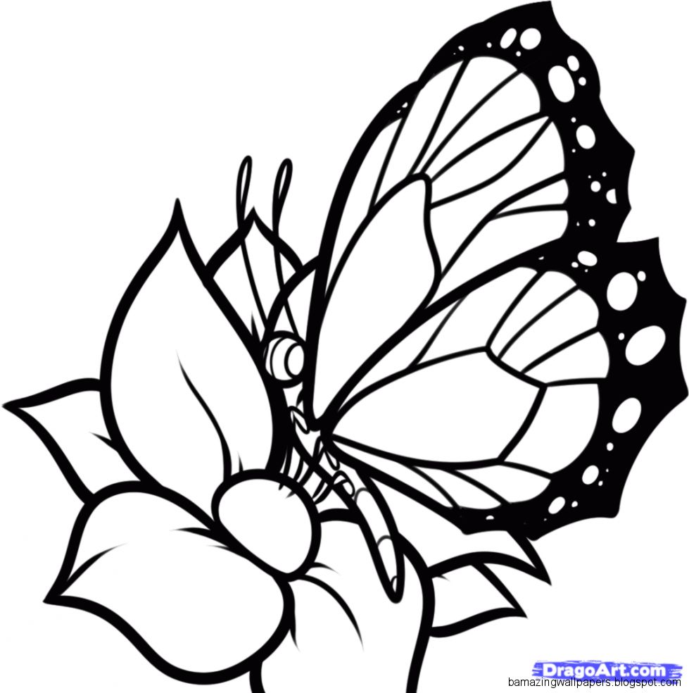 How to Draw a Butterfly on a Flower Butterfly and Flower Step by How to Draw a Butterfly on a Flower Butterfly and Flower Step by